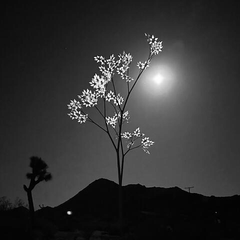 TWP in moonlight ©Aret Zelli 2023