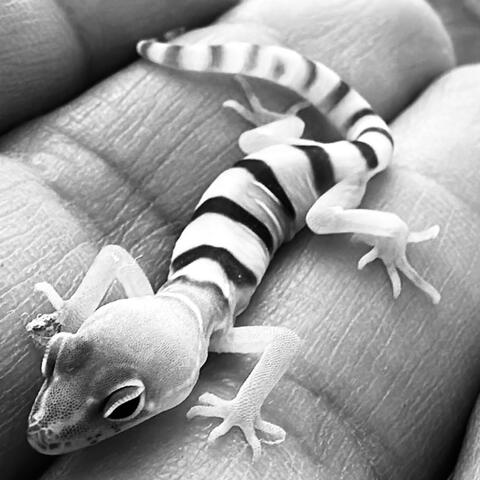 Banded gecko. ©AZ, Joshua Tree, 2023