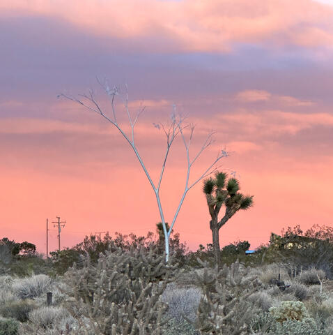 Fractal Tree in JTree Dipped in Sunset Alpenglow